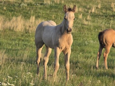 Whiskey Up Gondor JW<BR>AQHA PENDING